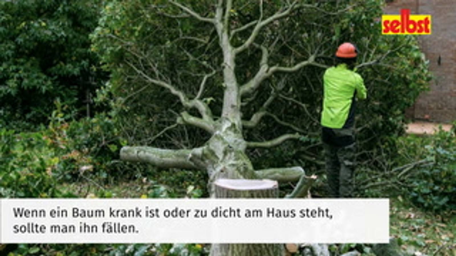 Baum fllen