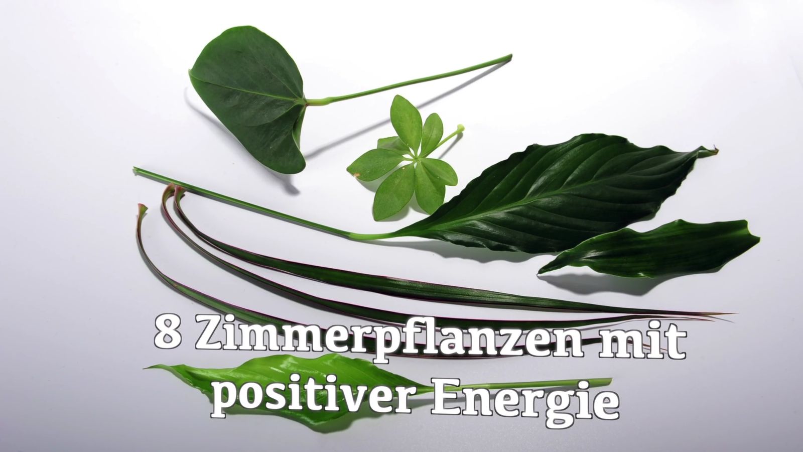 8 Zimmerpflanzen mit positiver Energie