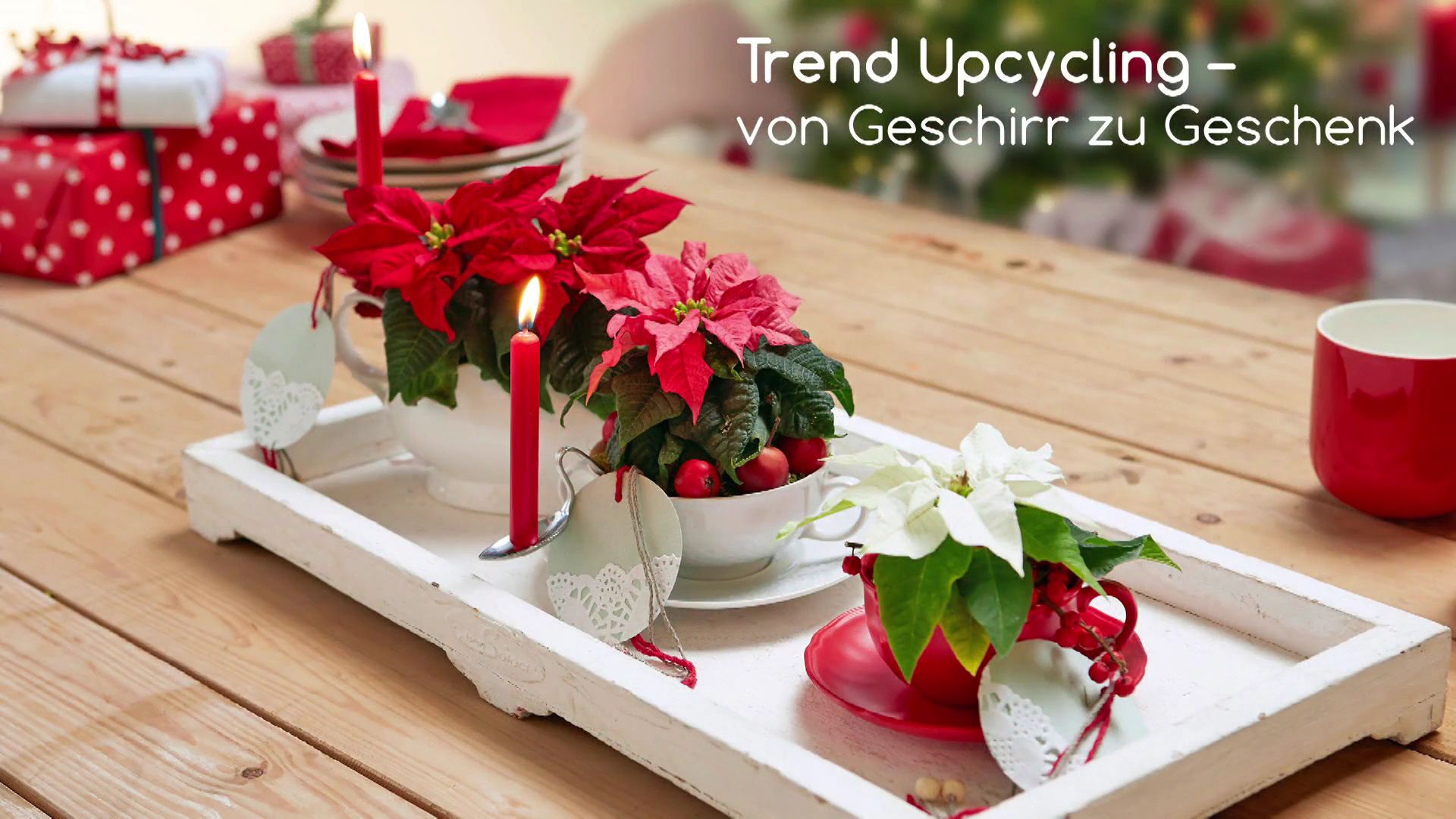 Weihnachtsstern als Geschenk