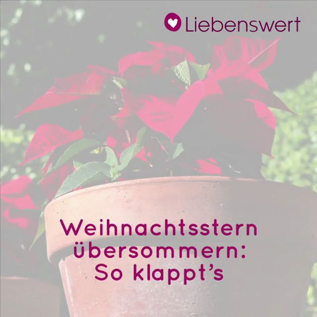 Weihnachtsstern pflegen