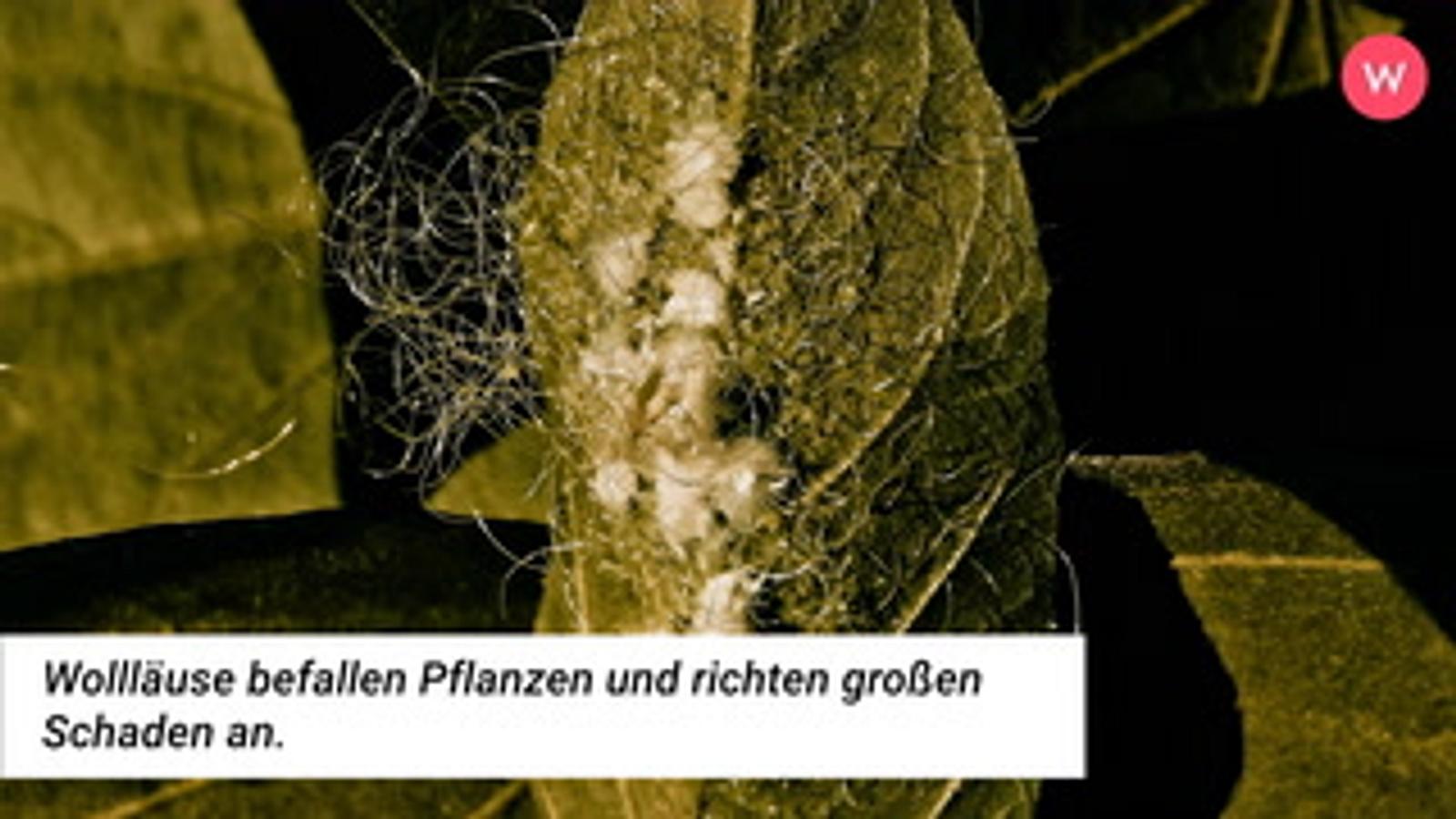 Wollluse bekmpfen: So wirst du die Schdlinge wieder los