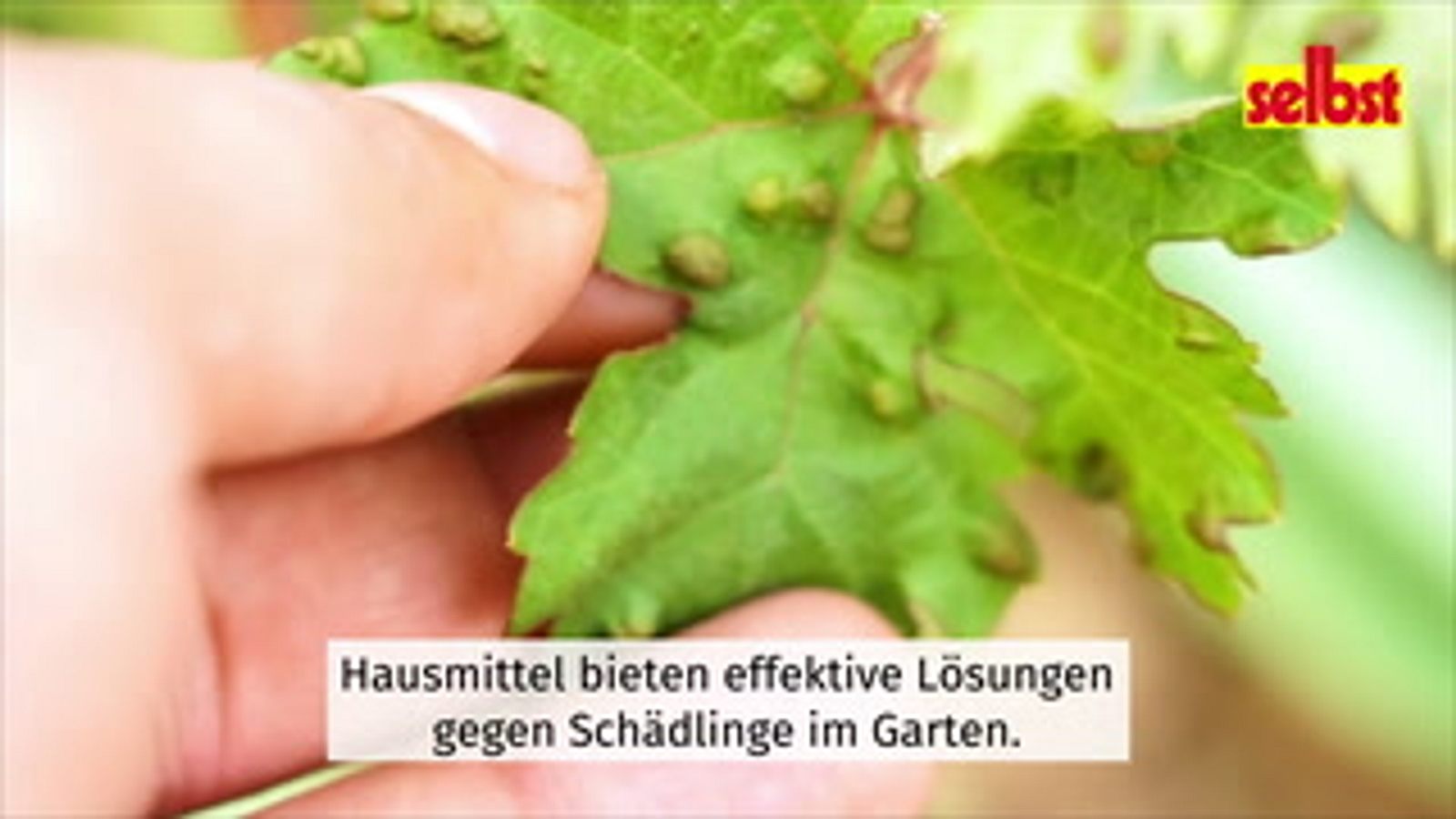 Die besten Hausmittel gegen Schdlinge