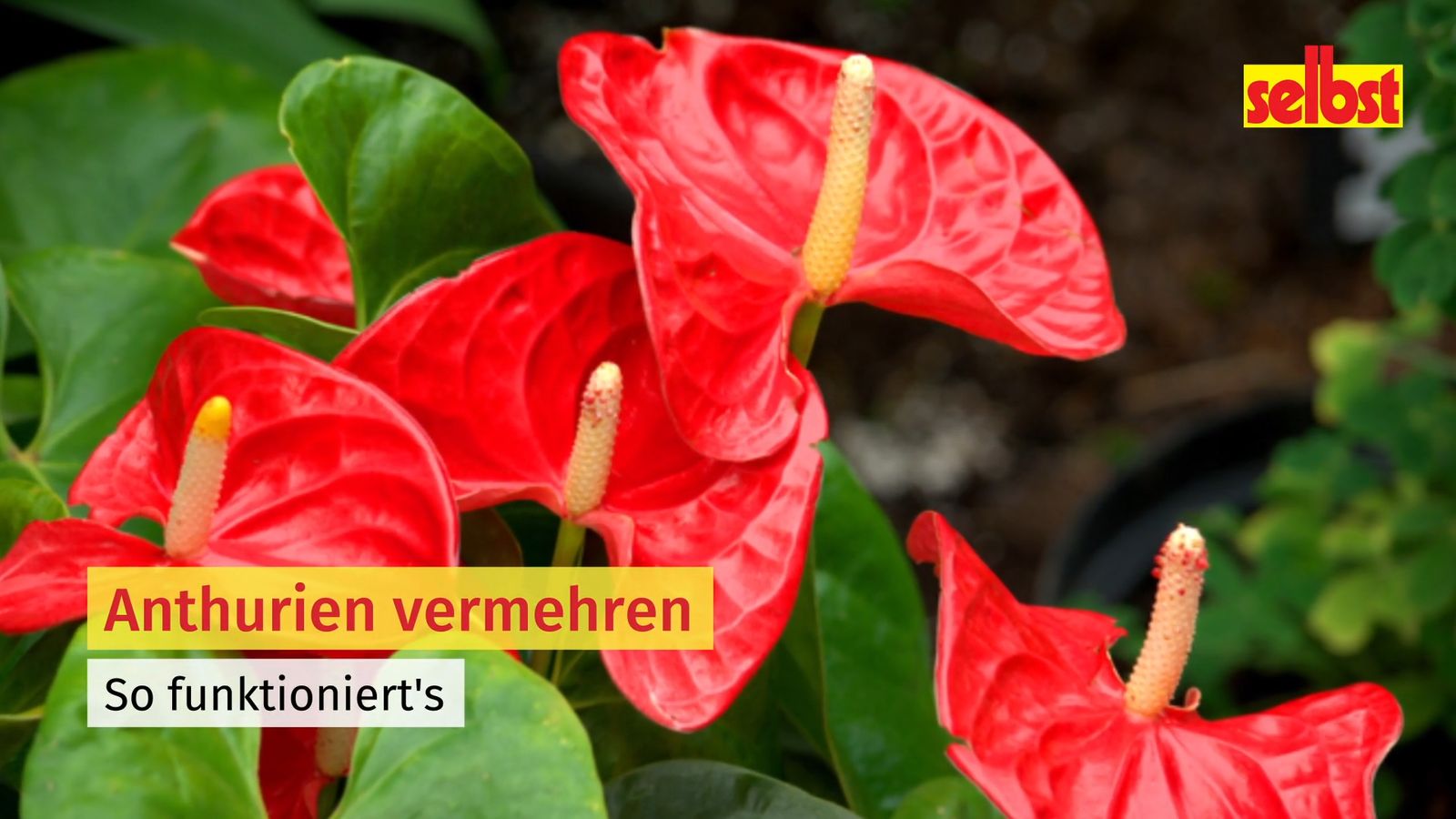 wie lange braucht dnger zum einziehen Zimmerpflanzen Dnger, Monstera Dnger, 6 Monate Depotwirkung  PlantMe