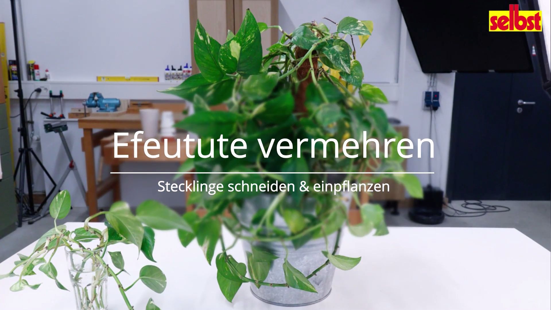efeu sichtschutzmatte Sichtschutz mit künstlichem Efeu kaufen » Künstliche Efeu Matte - Peer main image 0