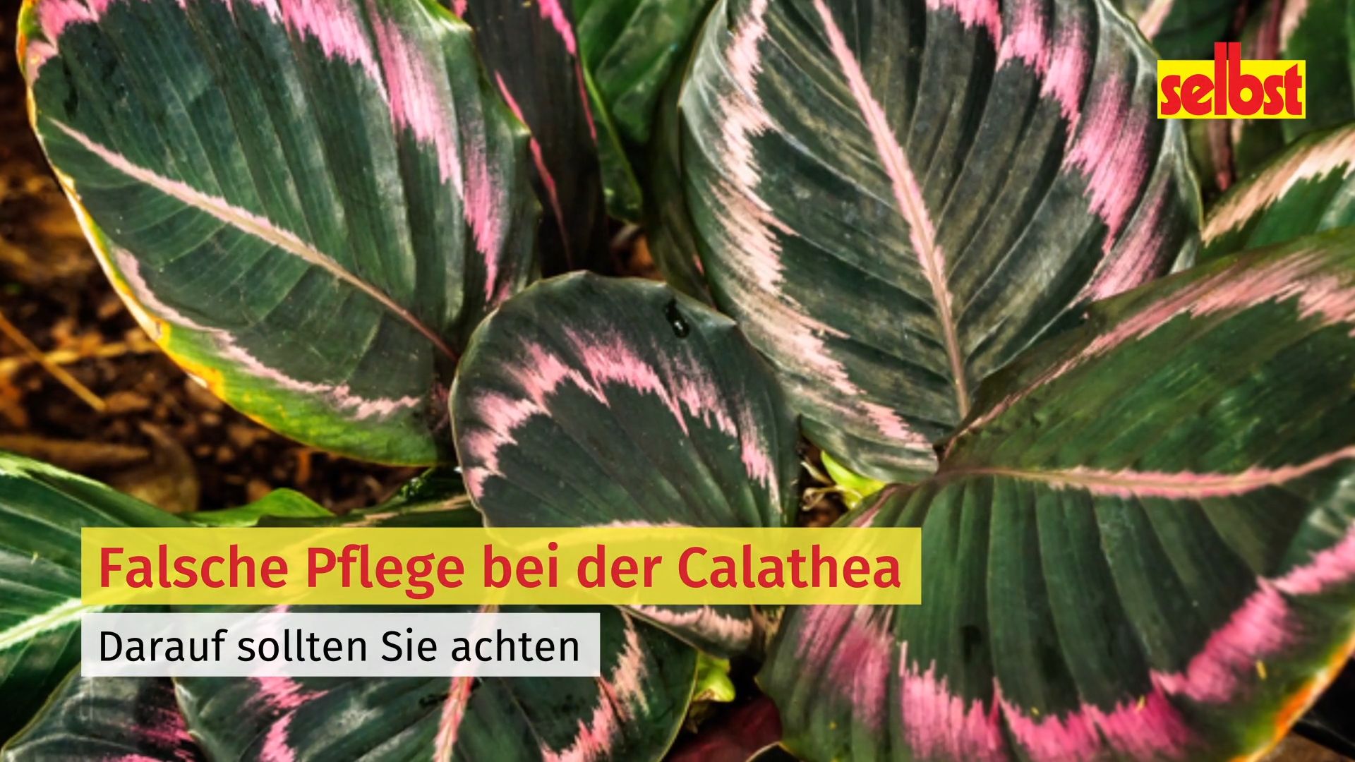 Die hufigsten Pflegefehler bei der Calathea