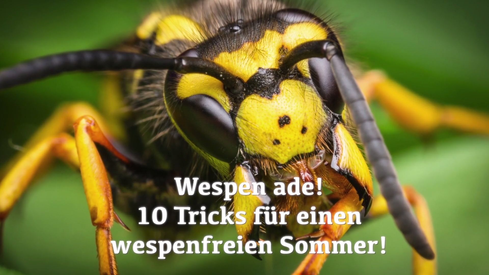 Wespen abwehren