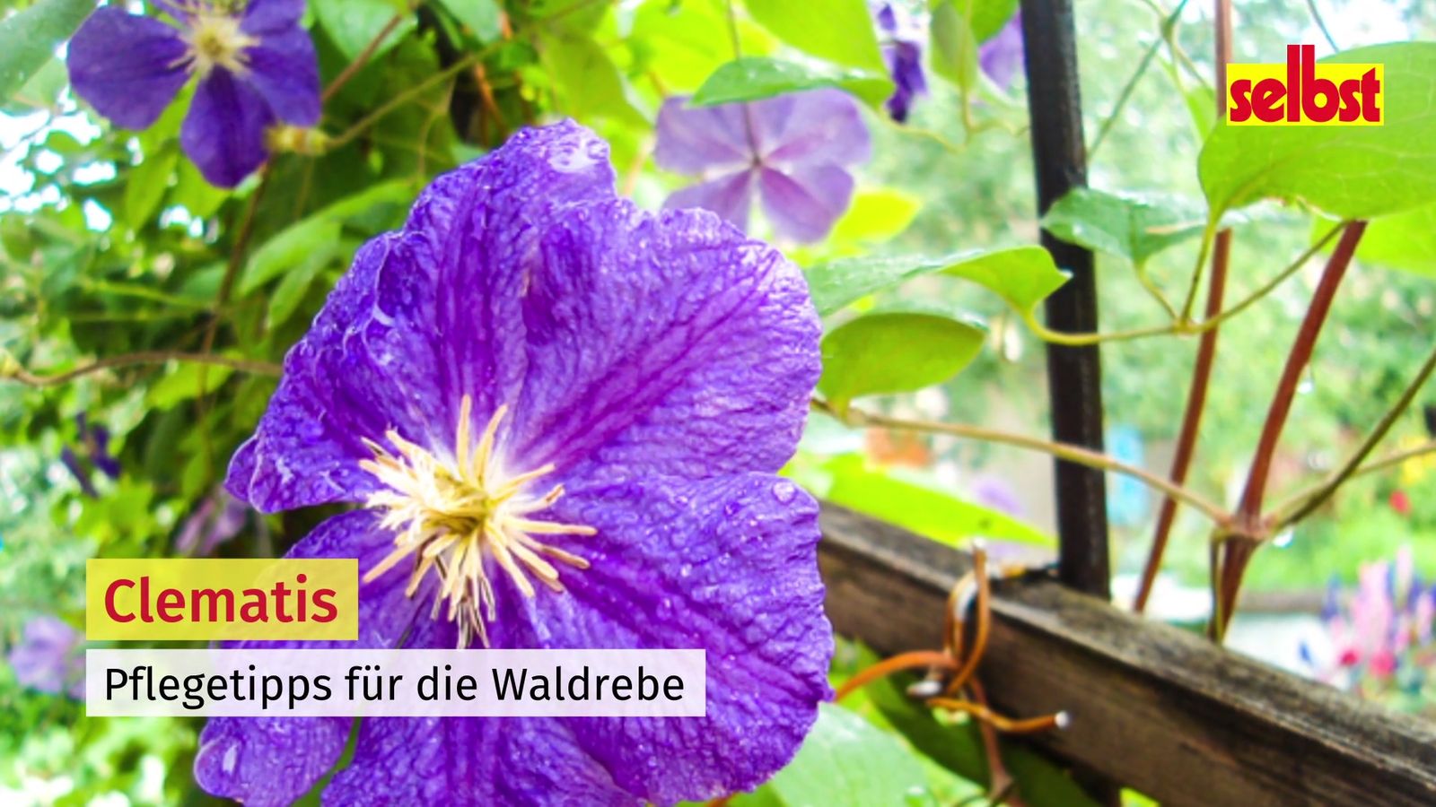 Clematis pflanzen, pflegen, schneiden
