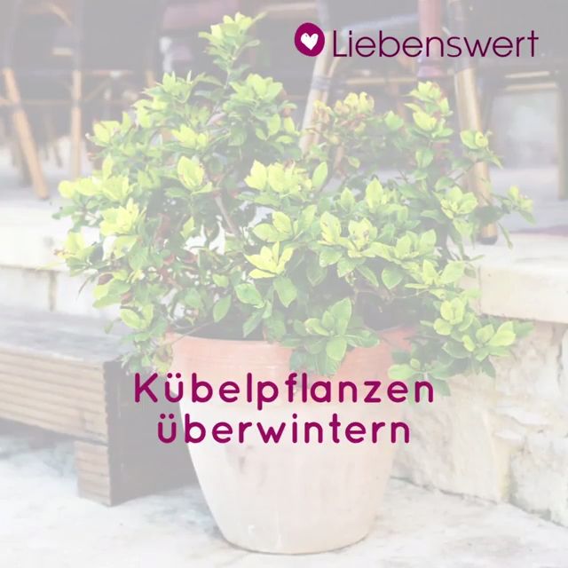 Kbelpflanzen berwintern