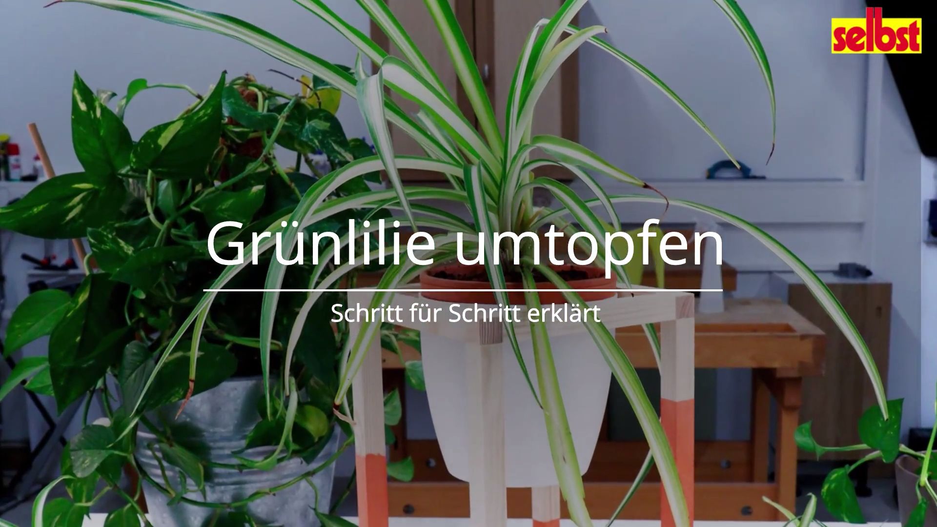 Grnlilie umtopfen