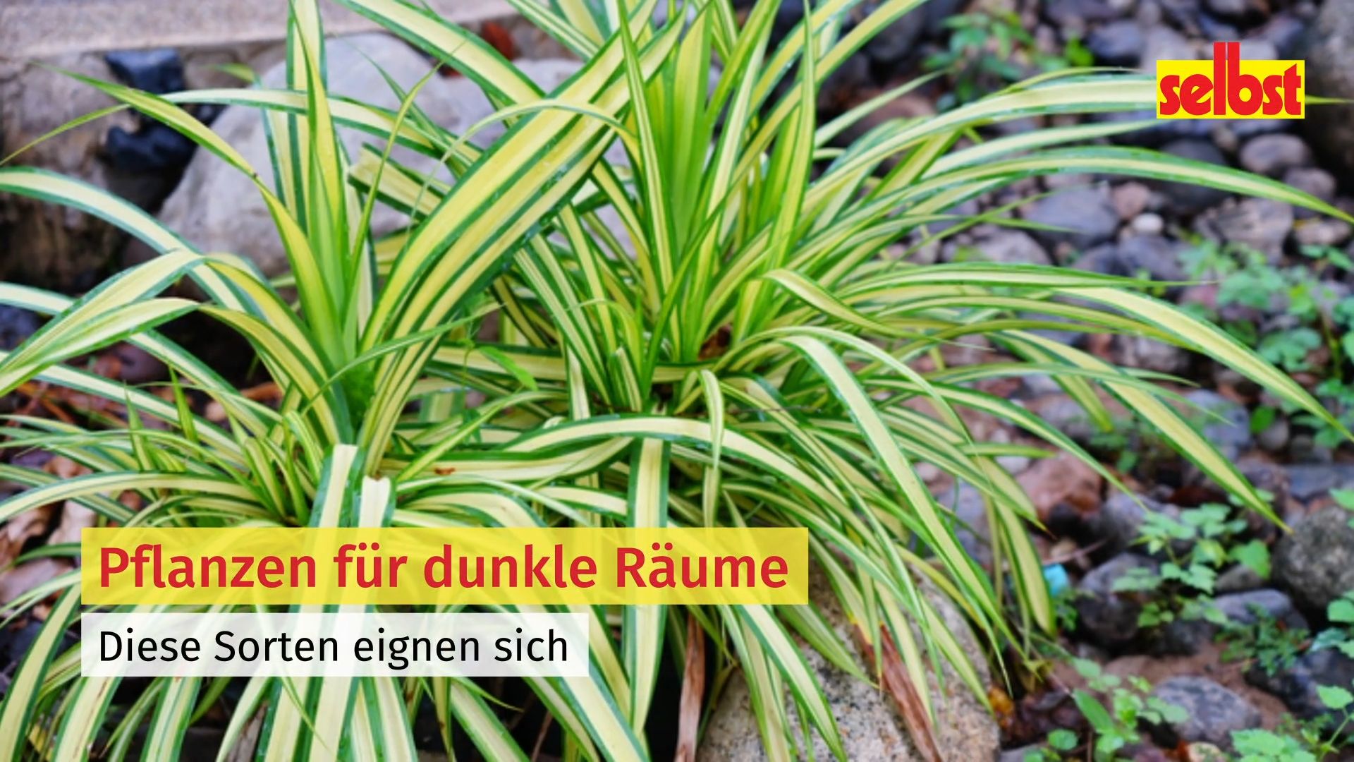 Pflanzen fr dunkle Rume