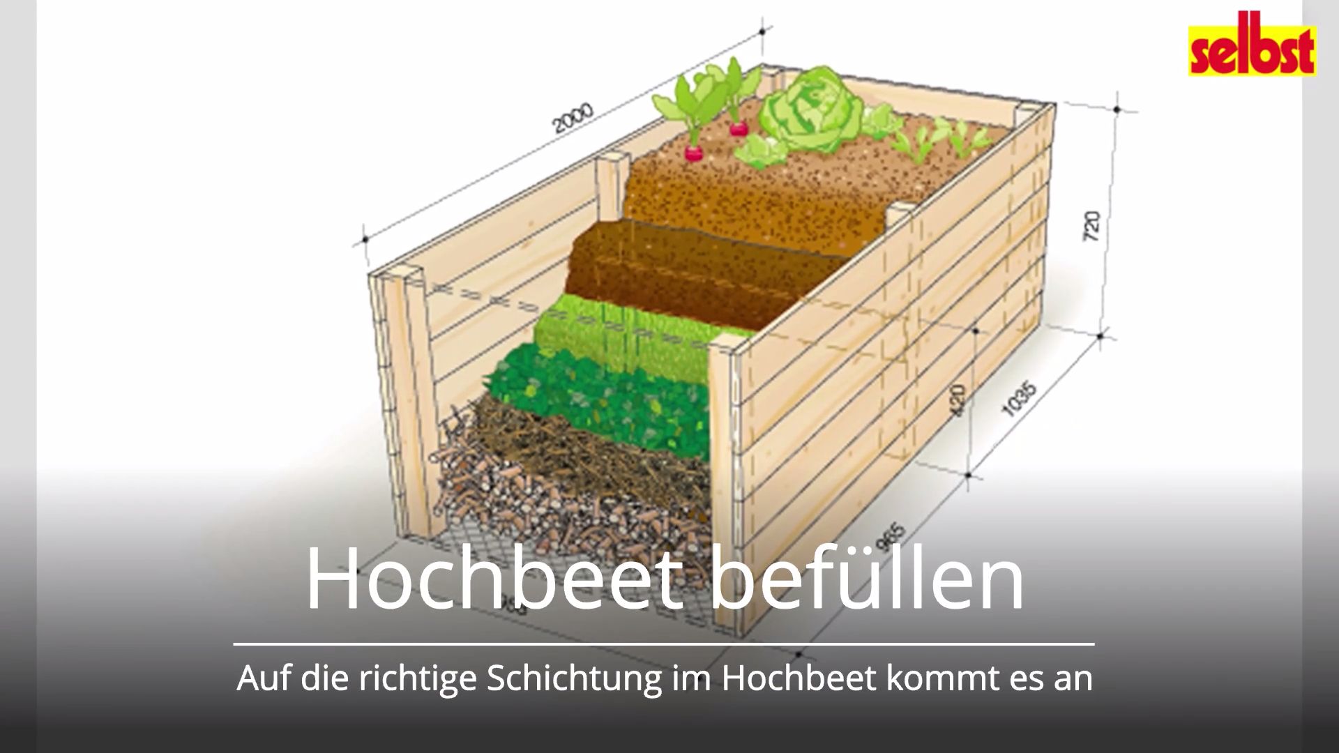 thuja brabant braunfärbung Thuja 
