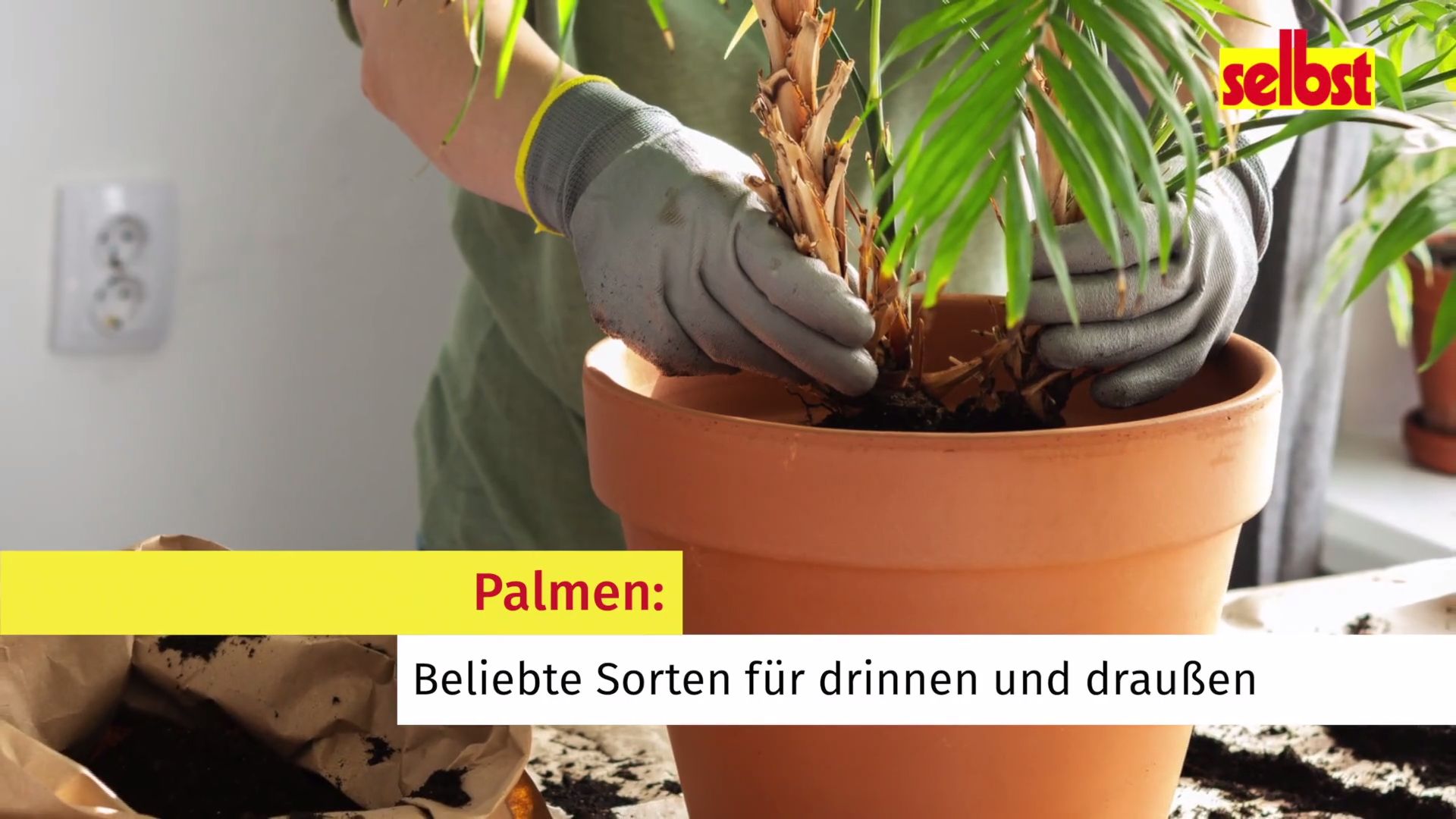 Palmenarten