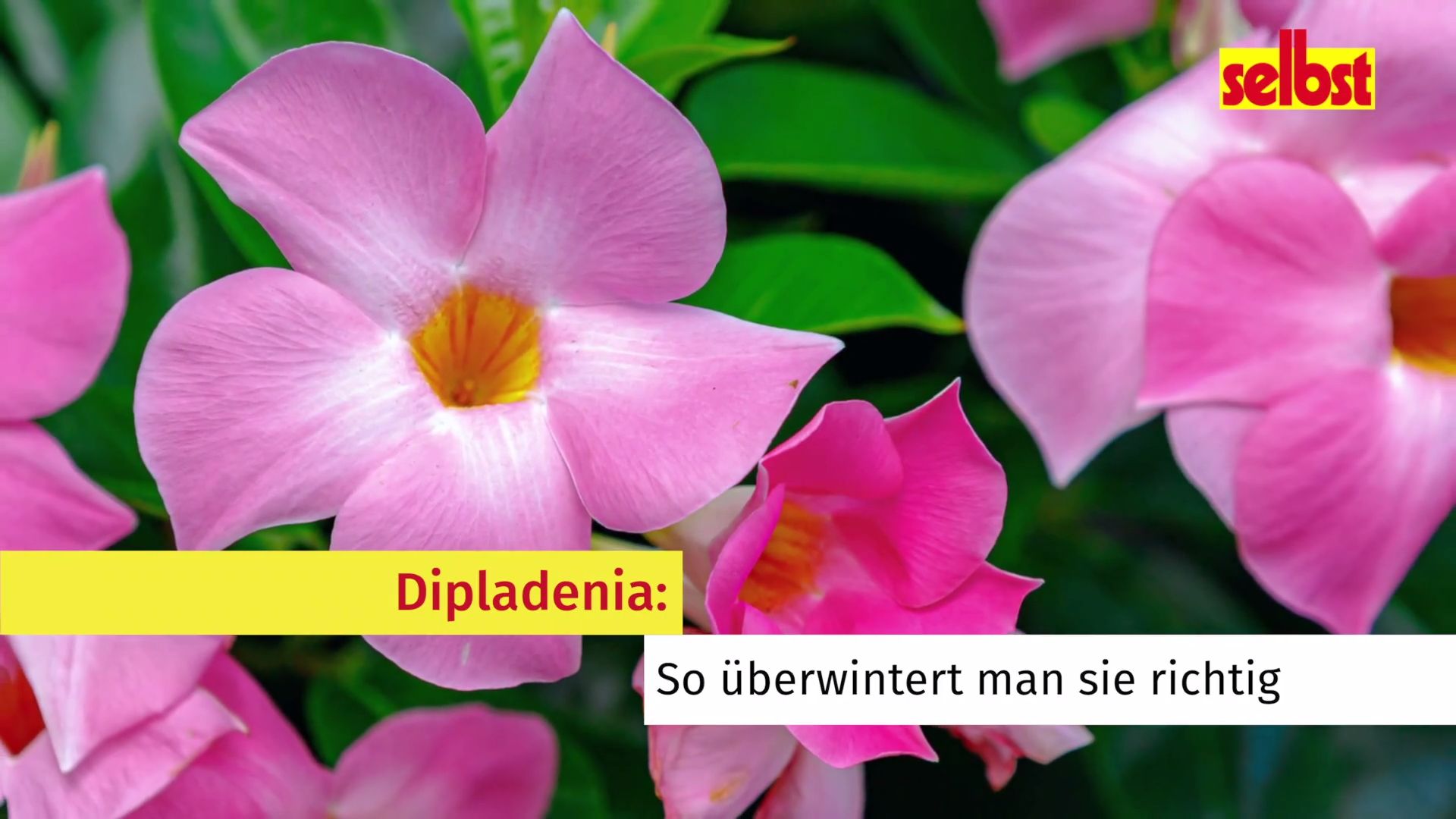 Dipladenia berwintern
