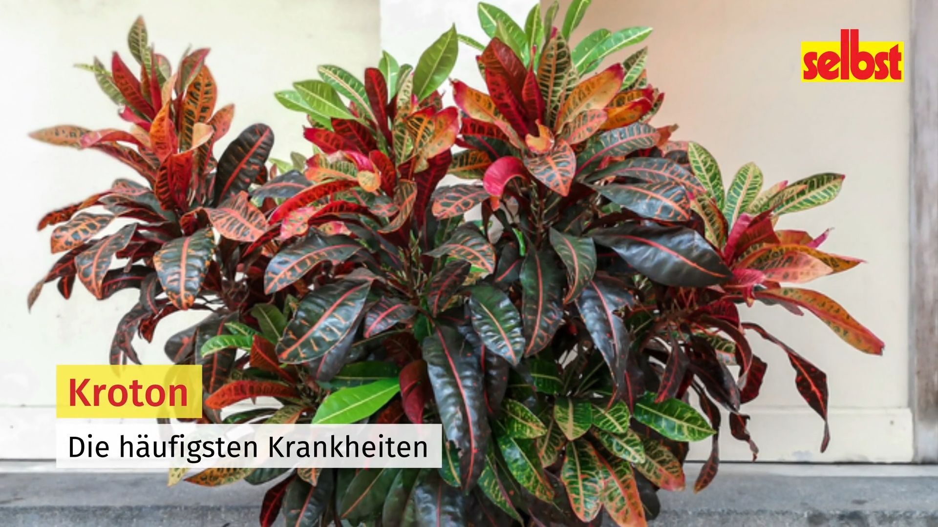 mohn als zimmerpflanze Kaufen Sie jetzt Staude 2x Orientalischer Mohn Papaver 'Pink Perfection'  rosa - Wurzelnackte Pflanzen - Winterhart