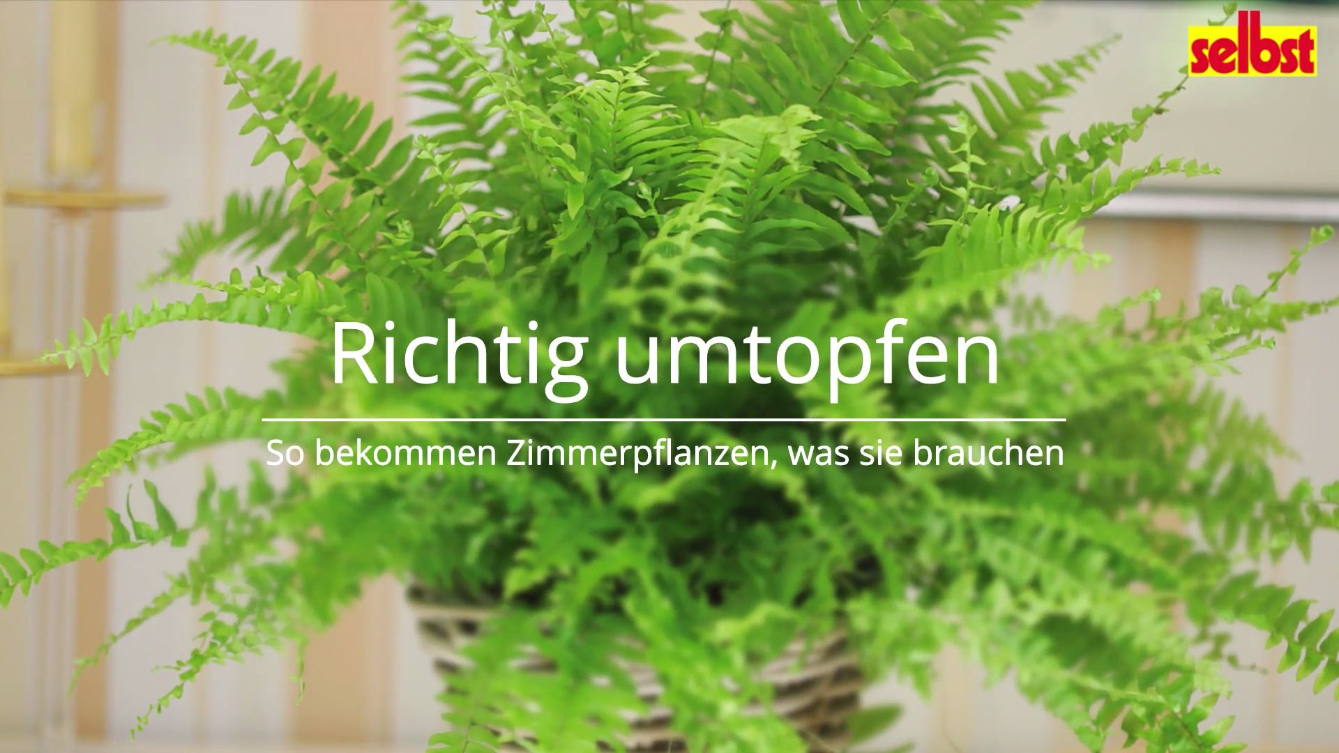 Zimmerpflanzen umtopfen