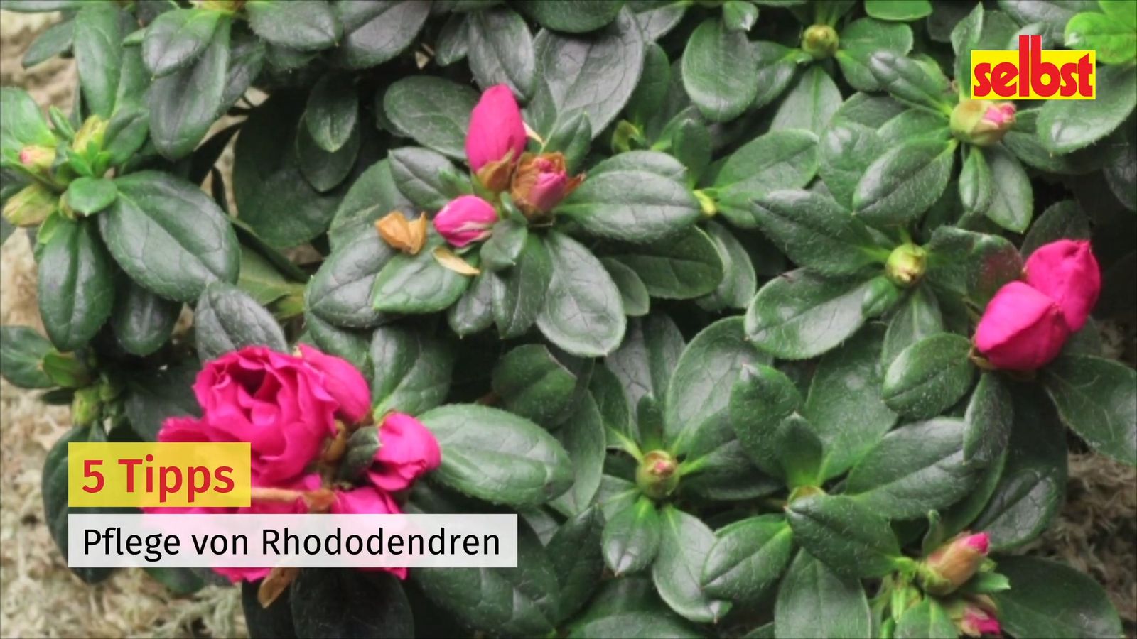 rhododendron zembla Nova Zembla Rhododendron – Plant Detectives main image 1