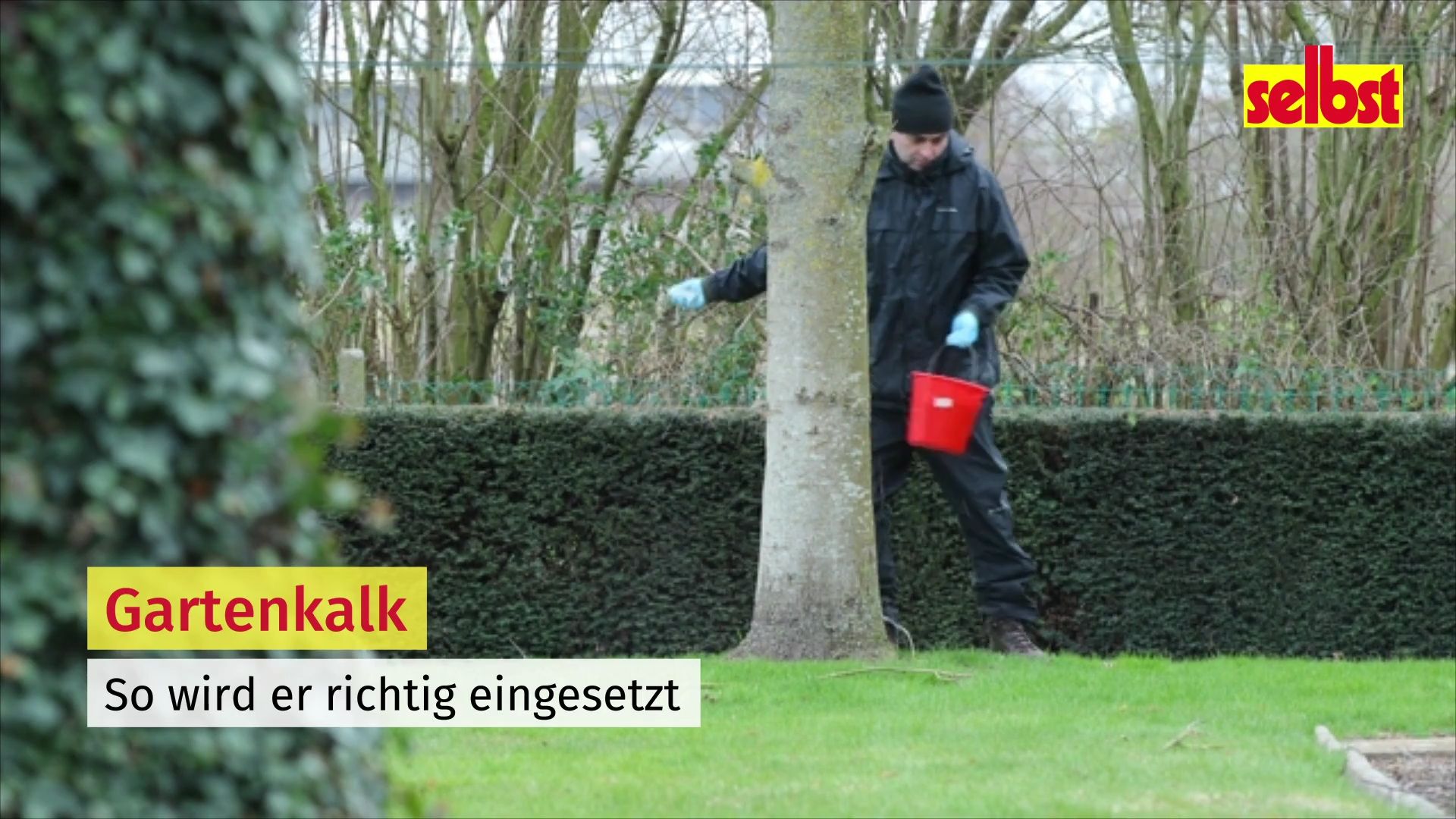 japanischer ilex dngen japanische Hlse Glorie Dwarf Kugel