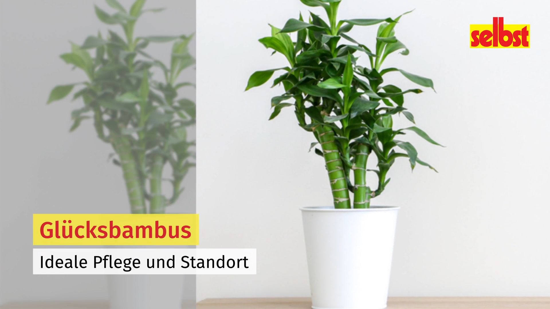 Gluecksbambus pflegen