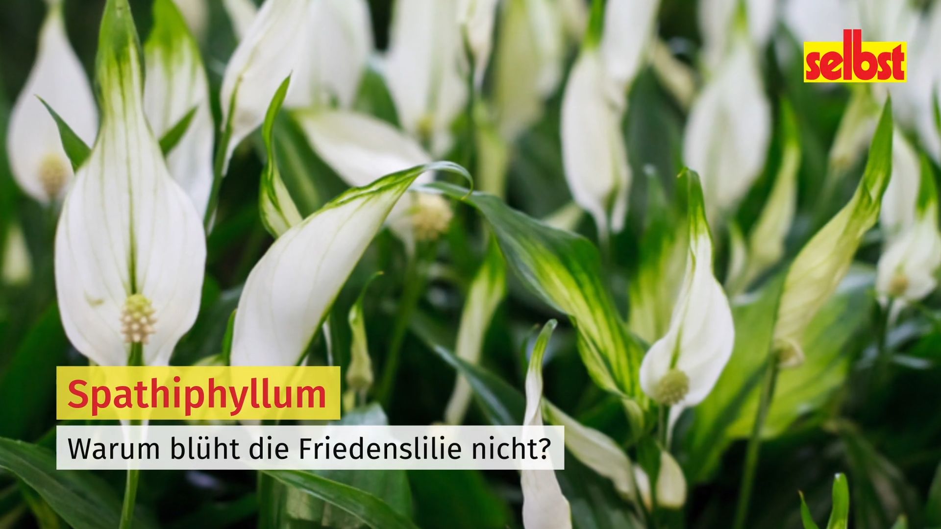 geigenfeige licht Geigenfeige | Ficus Lyrata Online kaufen!