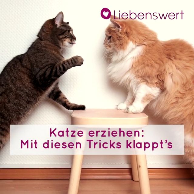 Kaufen Sie SWIZZPETS™ Katzen-Rucksack Haustier-Reiserucksack