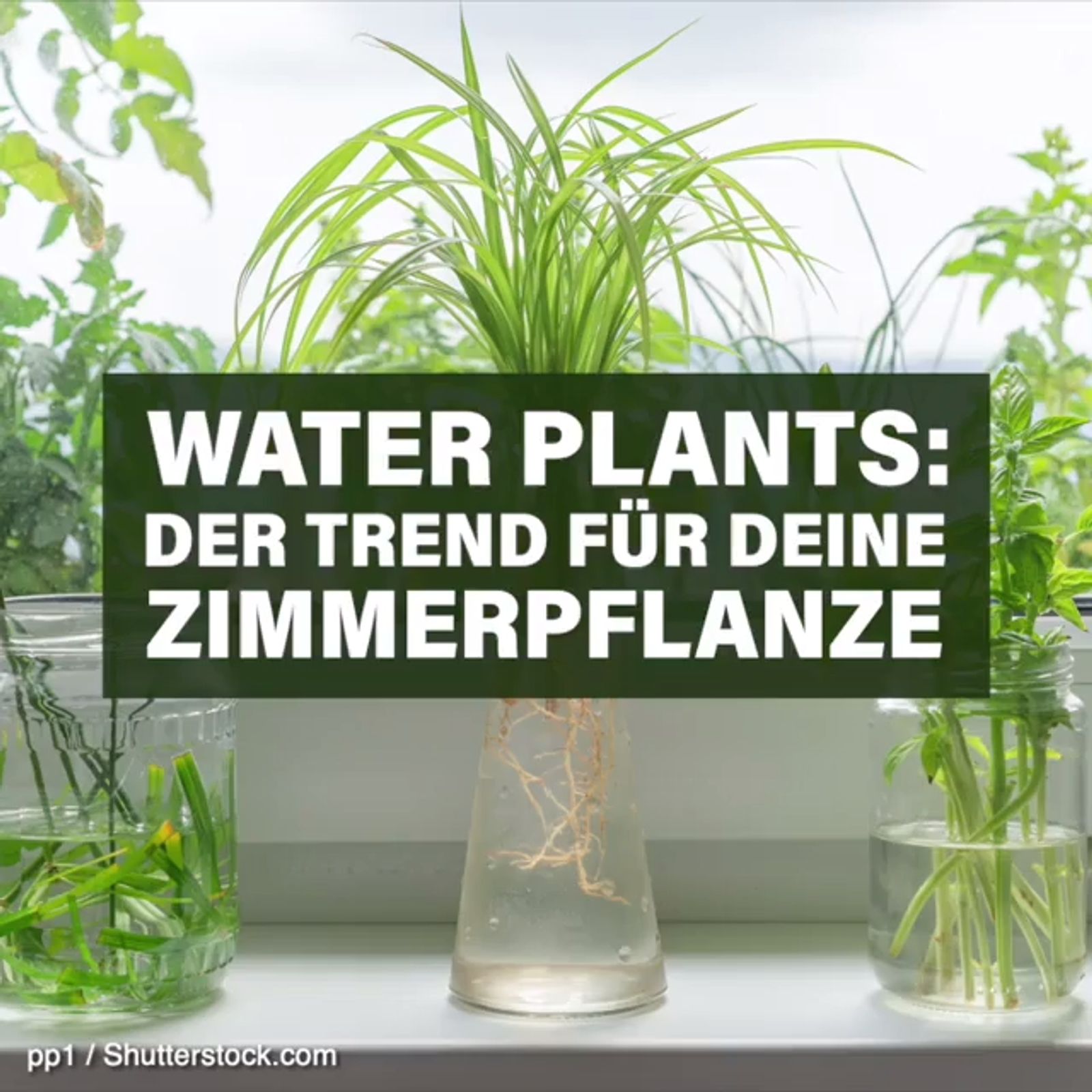 Water Plants: Trend fr Zimmerpflanzen