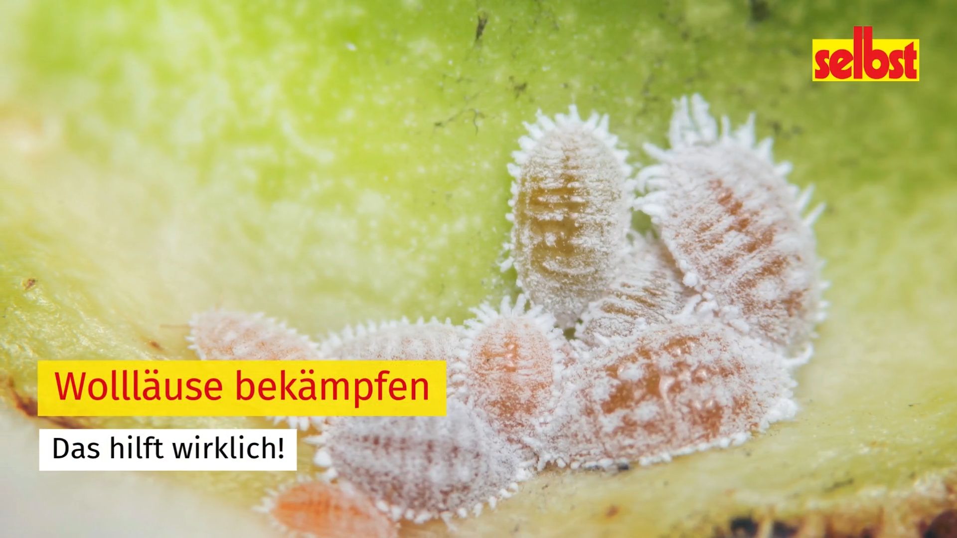 abutilon zimmerpflanze Schönmalve (Chinesische Laterne) - Abutilon megapotamicum main image 0