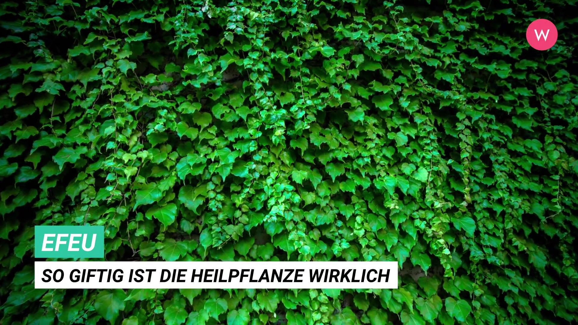 Ist Efeu giftig?