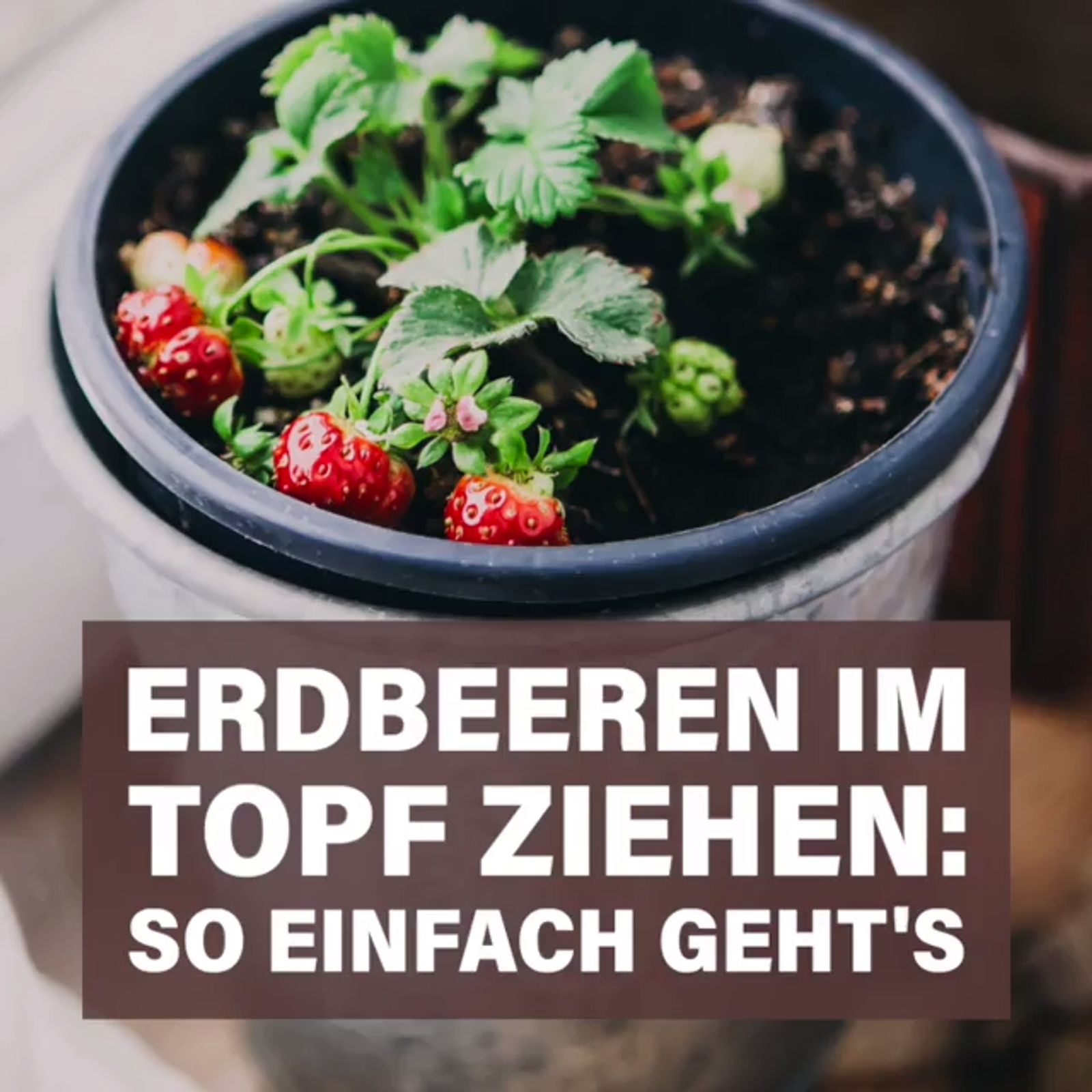 Erdbeeren pflanzen