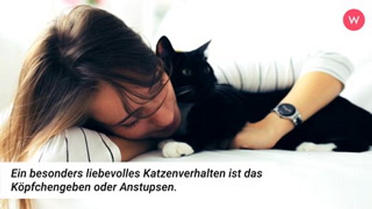 5 wichtige grunde warum deine katze dich plotzlich beisst wunderweib